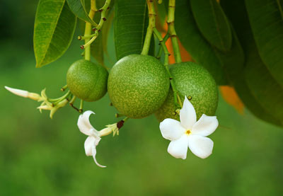 گل,گلهای سمی,گیاهان سمی