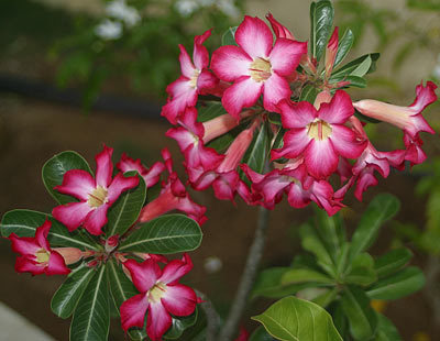 گل,گلهای سمی,گیاهان سمی