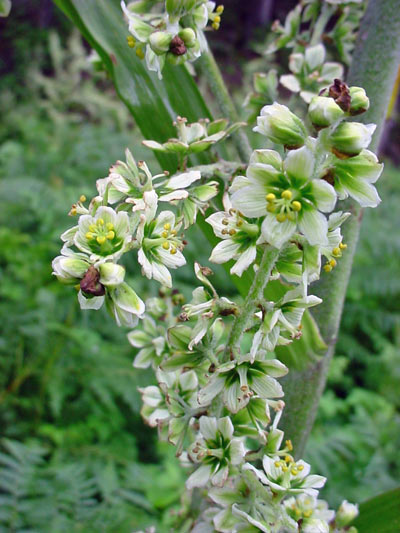 گل,گلهای سمی,گیاهان سمی