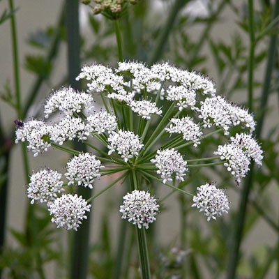 گل,گلهای سمی,گیاهان سمی
