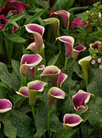 گل,گلهای سمی,گیاهان سمی