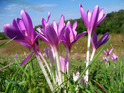 گل,گلهای سمی,گیاهان سمی