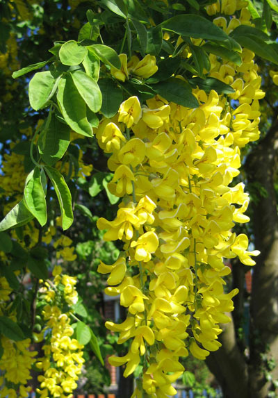 گل,گلهای سمی,گیاهان سمی