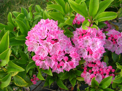 گل,گلهای سمی,گیاهان سمی