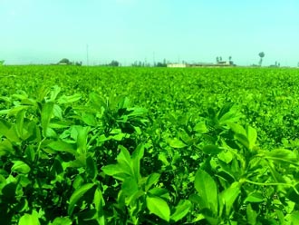 یونجه,خواص یونجه,خاصیت یونجه,خواص درمانی یونجه,خاصیت یونجه