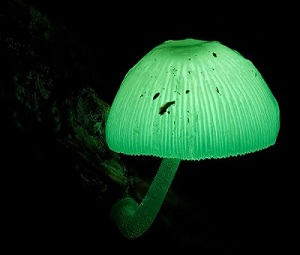 دنیای جادویی قارچ ها(1)