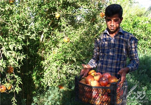 آغاز برداشت انار از باغ‌‌های فهرج + تصاویر