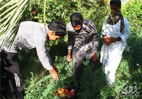 آغاز برداشت انار از باغ‌‌های فهرج + تصاویر