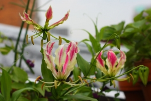 راز مبارزه با آفت گیاهان آپارتمانی در گفت وگوی شفقنا زندگی با یک مدرس دانشگاه