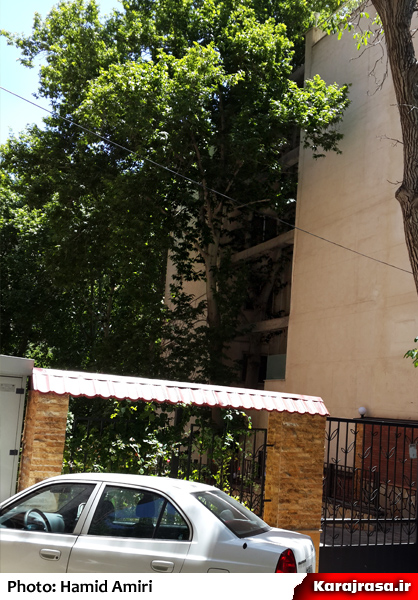 ذوق هنری معماری برای حفظ درخت کهنسال + عکس