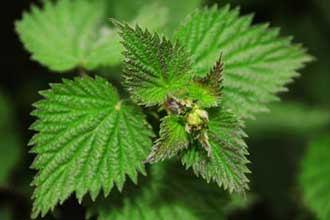 گزنه,خواص گزنه,خواص دارویی گزنه,خاصیت گزنه