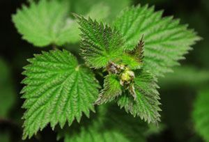 گیاه درمانی برای زنان,گیاه درمانی,داروهای گیاهی