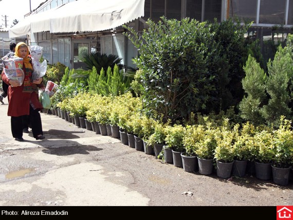 /گزارش تصویری/ خرید و فروش گل و گیاه در بازار گل شهید محلاتی