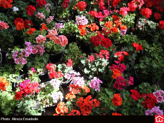 /گزارش تصویری/ خرید و فروش گل و گیاه در بازار گل شهید محلاتی