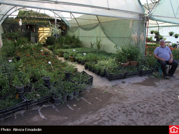 /گزارش تصویری/ خرید و فروش گل و گیاه در بازار گل شهید محلاتی