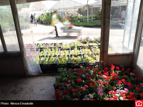 /گزارش تصویری/ خرید و فروش گل و گیاه در بازار گل شهید محلاتی