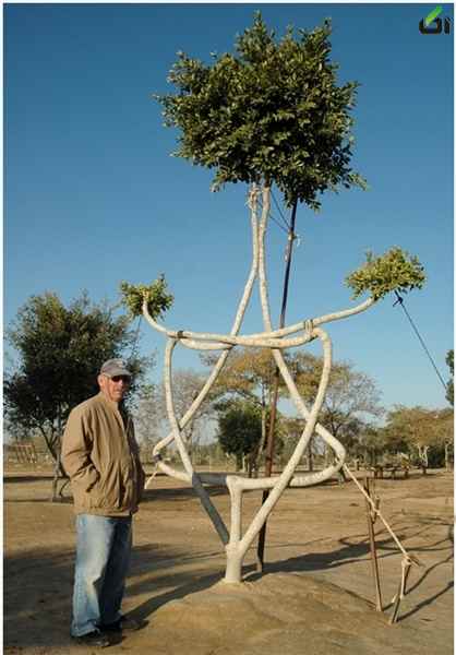 تصاویر درختان عجیب,عکس درختان عجیب جهان,تصاویر درختان عجیب,[categoriy]