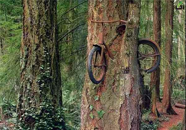 تصاویر درختان عجیب,عکس درختان عجیب جهان,تصاویر درختان عجیب,[categoriy]