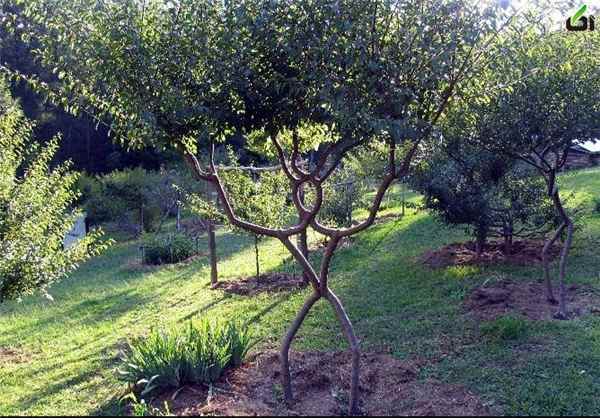 تصاویر درختان عجیب,عکس درختان عجیب جهان,تصاویر درختان عجیب,[categoriy]