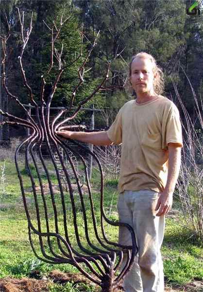 تصاویر درختان عجیب,عکس درختان عجیب جهان,تصاویر درختان عجیب,[categoriy]