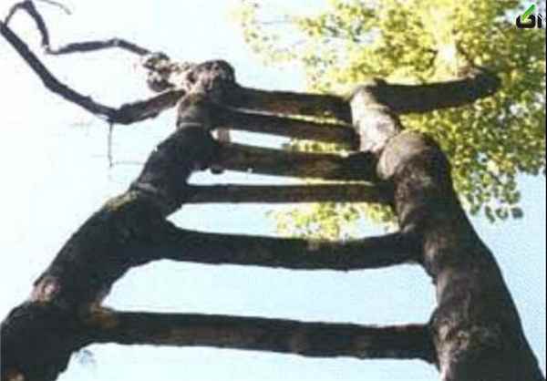 تصاویر درختان عجیب,عکس درختان عجیب جهان,تصاویر درختان عجیب,[categoriy]