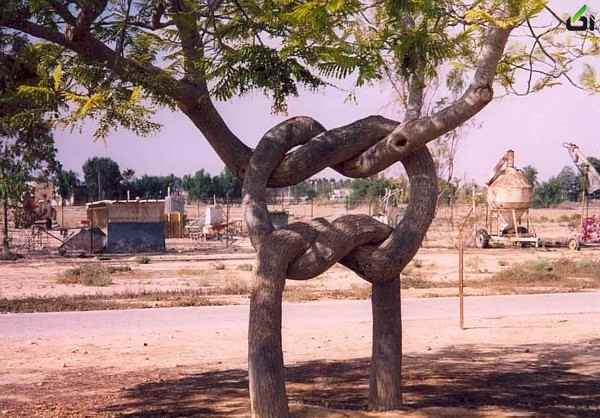 تصاویر درختان عجیب,عکس درختان عجیب جهان,تصاویر درختان عجیب,[categoriy]