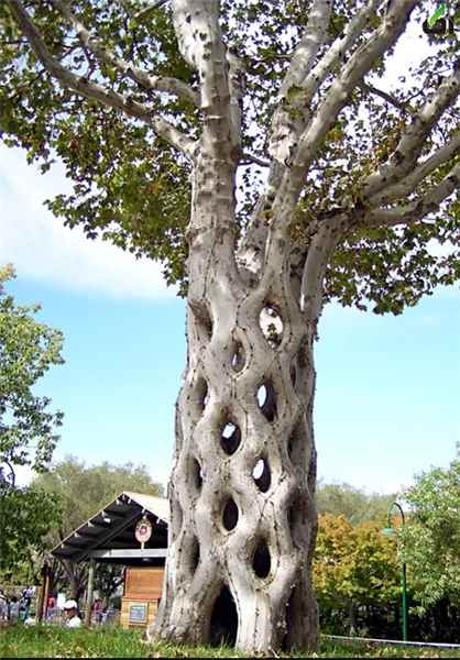 تصاویر درختان عجیب,عکس درختان عجیب جهان,تصاویر درختان عجیب,[categoriy]