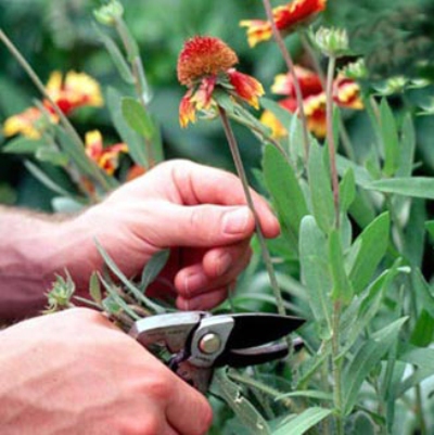 کاشت گل و گیاه در باغچه های مدارس منطقه 6