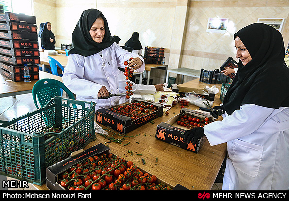 گلخانه پرورش گوجه گیلاسی در قم (عکس)