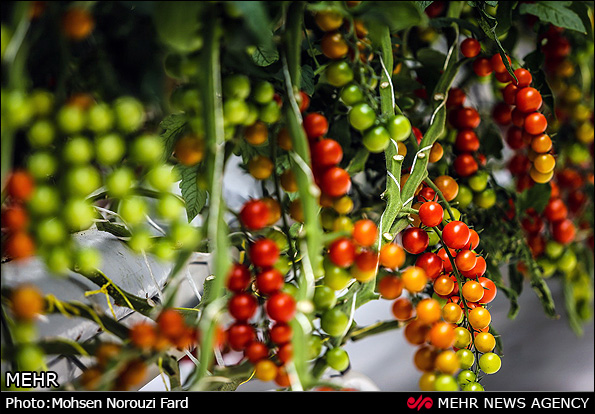 گلخانه پرورش گوجه گیلاسی در قم (عکس)