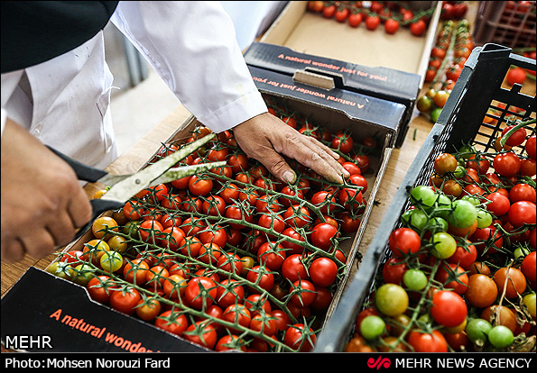 گلخانه پرورش گوجه گیلاسی در قم (عکس)