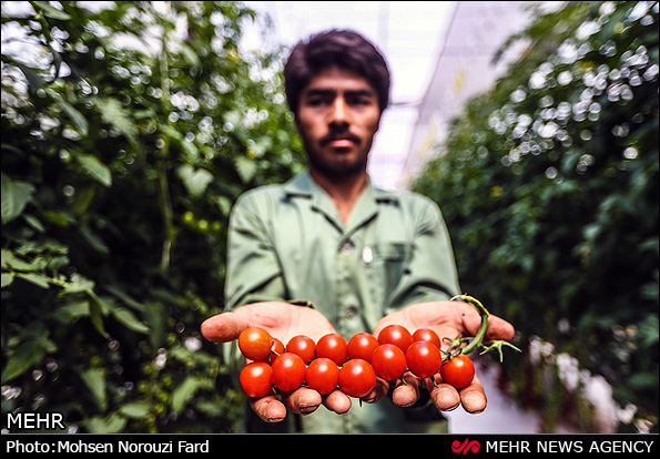 گلخانه پرورش گوجه گیلاسی در قم (عکس)