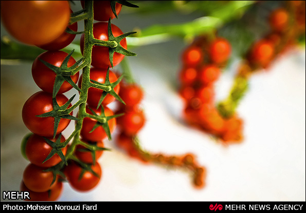گلخانه پرورش گوجه گیلاسی در قم (عکس)