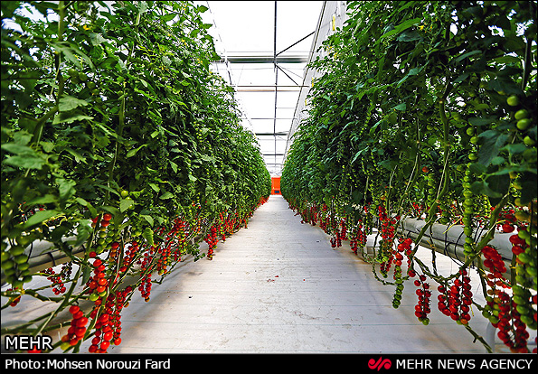 گلخانه پرورش گوجه گیلاسی در قم (عکس)