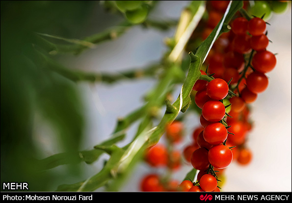 گلخانه پرورش گوجه گیلاسی در قم (عکس)