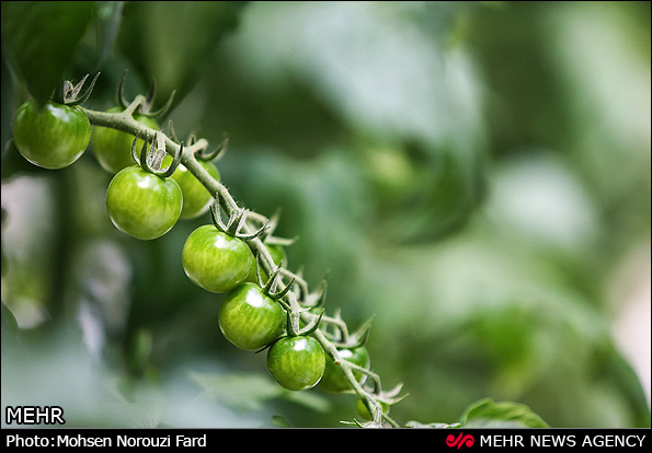گلخانه پرورش گوجه گیلاسی در قم (عکس)