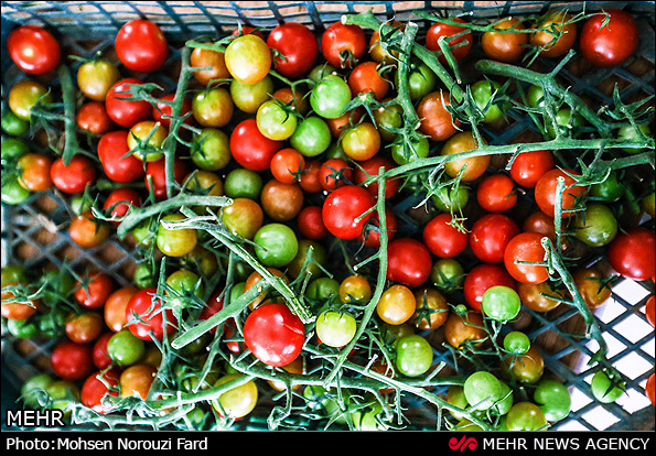 گلخانه پرورش گوجه گیلاسی در قم (عکس)