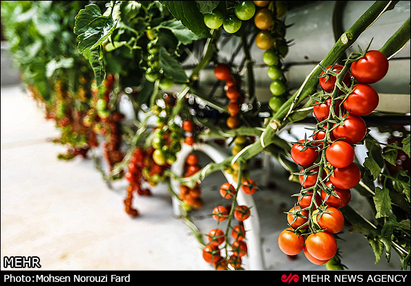 گلخانه پرورش گوجه گیلاسی در قم (عکس)