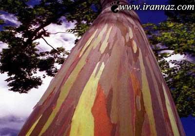 زیباترین درخت رنگارنگ در دنیا (عکس)