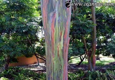 زیباترین درخت رنگارنگ در دنیا (عکس)