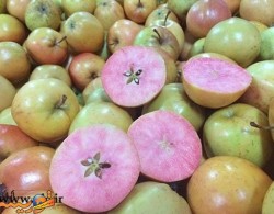 عجیب ترین سیب دنیا +عکس