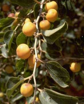 سدر,خواص سدر,خاصیت سدر,خواص دارویی سدر,خواص درمانی سدر