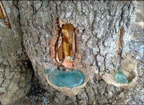 از خواص سقز چه می‌دانید؟