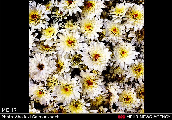 گونه های مختلف گل و گیاه (عکس)