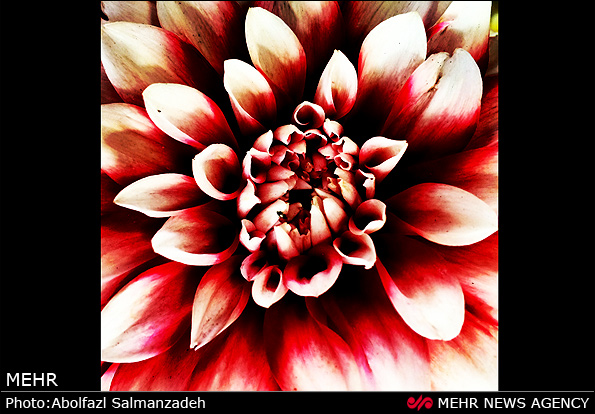 گونه های مختلف گل و گیاه (عکس)