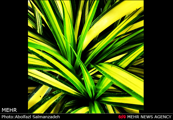 گونه های مختلف گل و گیاه (عکس)