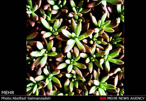 گونه های مختلف گل و گیاه (عکس)