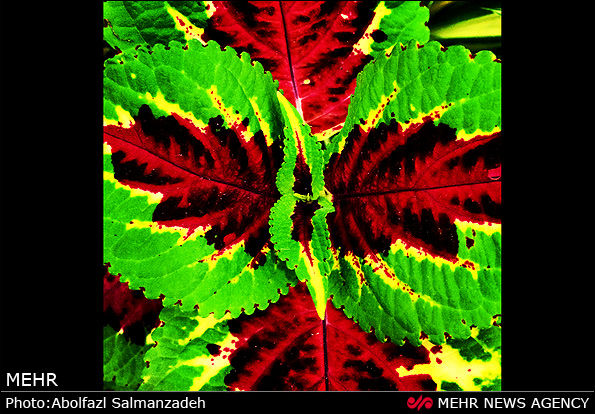 گونه های مختلف گل و گیاه (عکس)