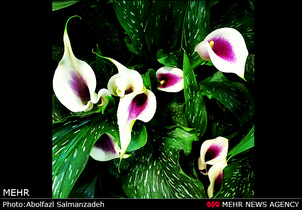 گونه های مختلف گل و گیاه (عکس)