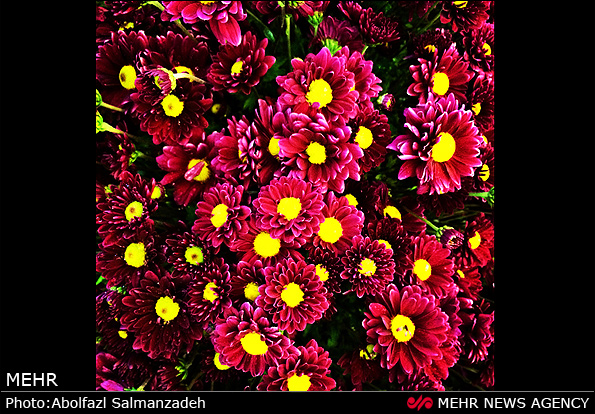 گونه های مختلف گل و گیاه (عکس)